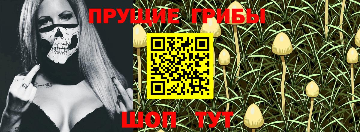 Кольчугино  где купить   Вход с VPN  Псилоцибиновые грибы Magic Shrooms 